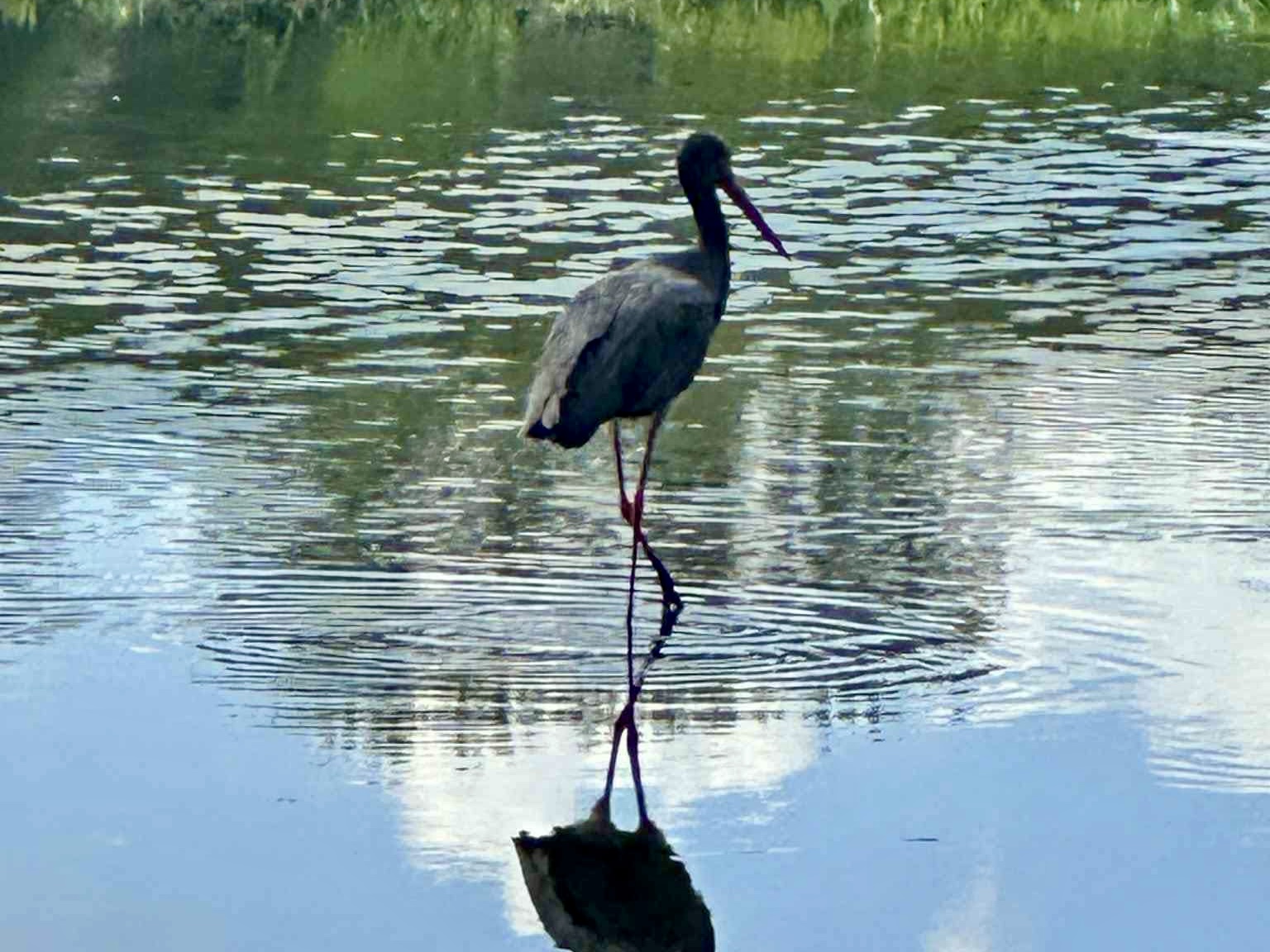 Bocian czarny na Piaskach. Niecodzienny gość żeruje w Ostrowie [ZDJĘCIA]