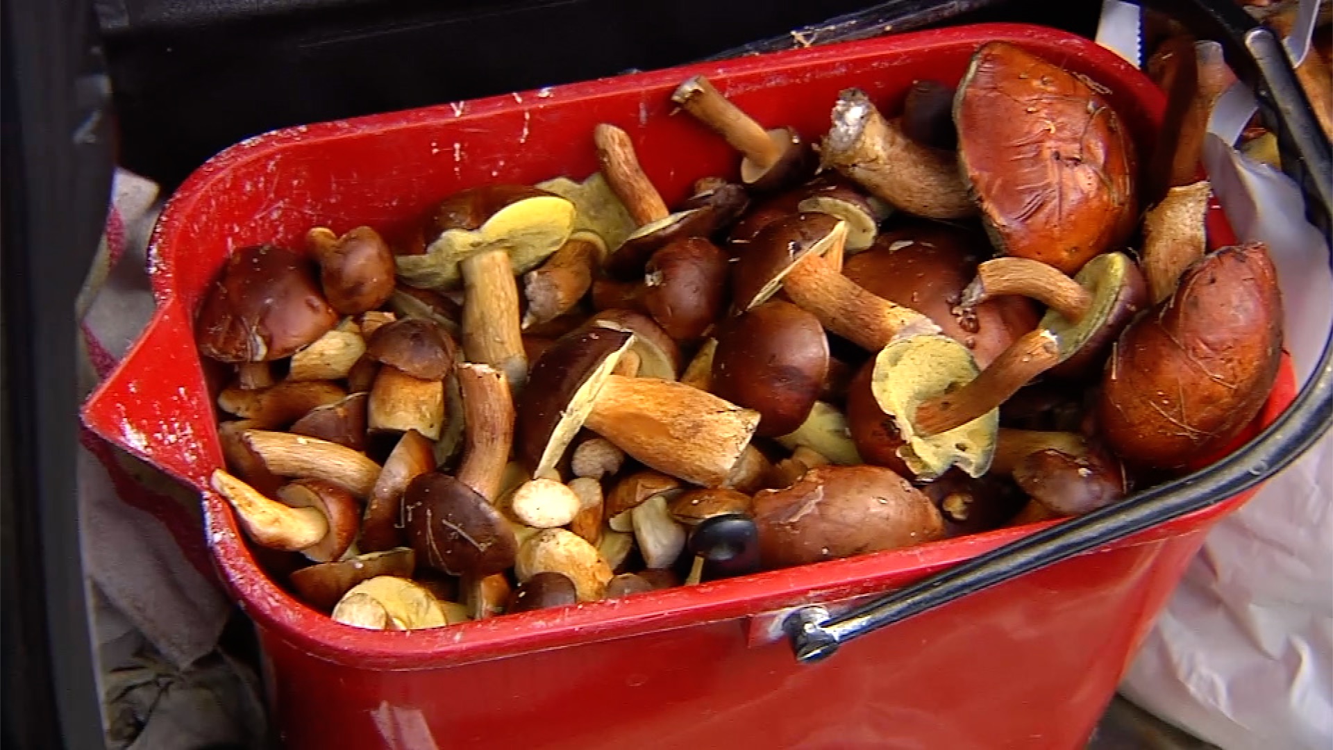 Grzybobranie z głową. Jak odróżnić leśny skarb od trucizny?