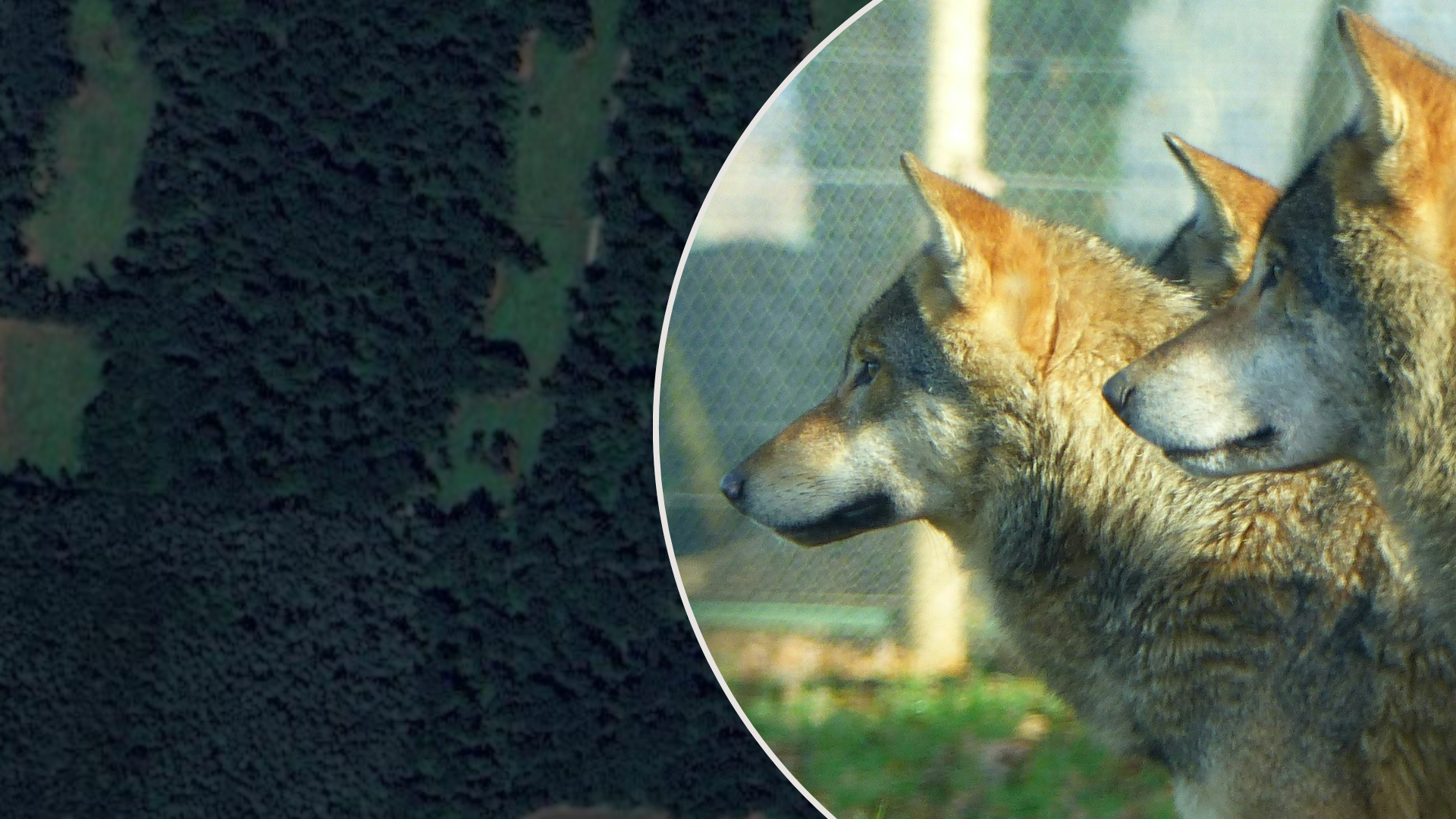 Wilki widziane blisko posesji? Niekoniecznie. Wyjaśniamy
