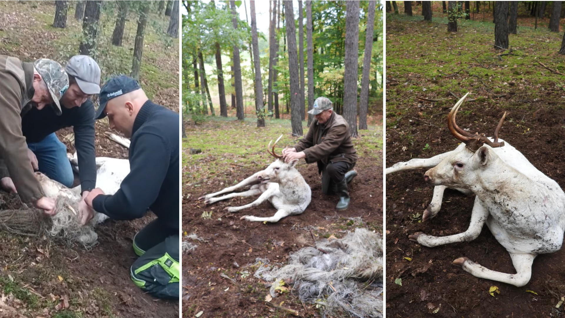 Daniel zaplątał się porożem w siatkę do balotów [WIDEO]