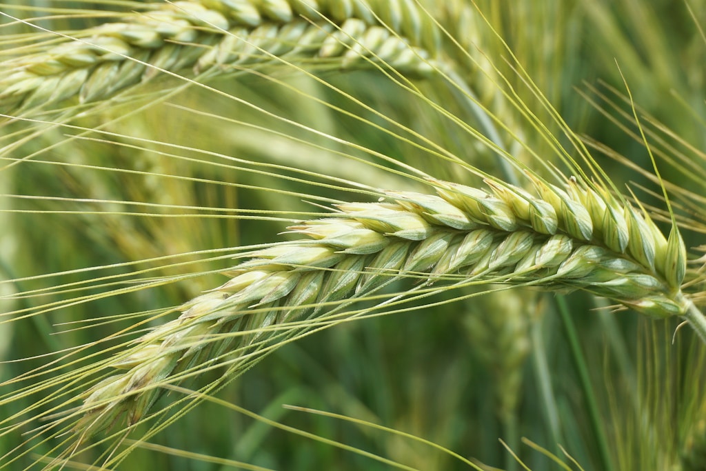 Jak sfinansować zakup sprzętu rolniczego?