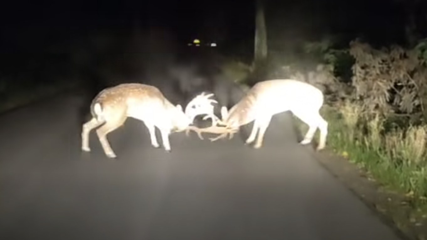 Daniele wzięły się za poroża. „Ach, ten testosteron” [WIDEO]