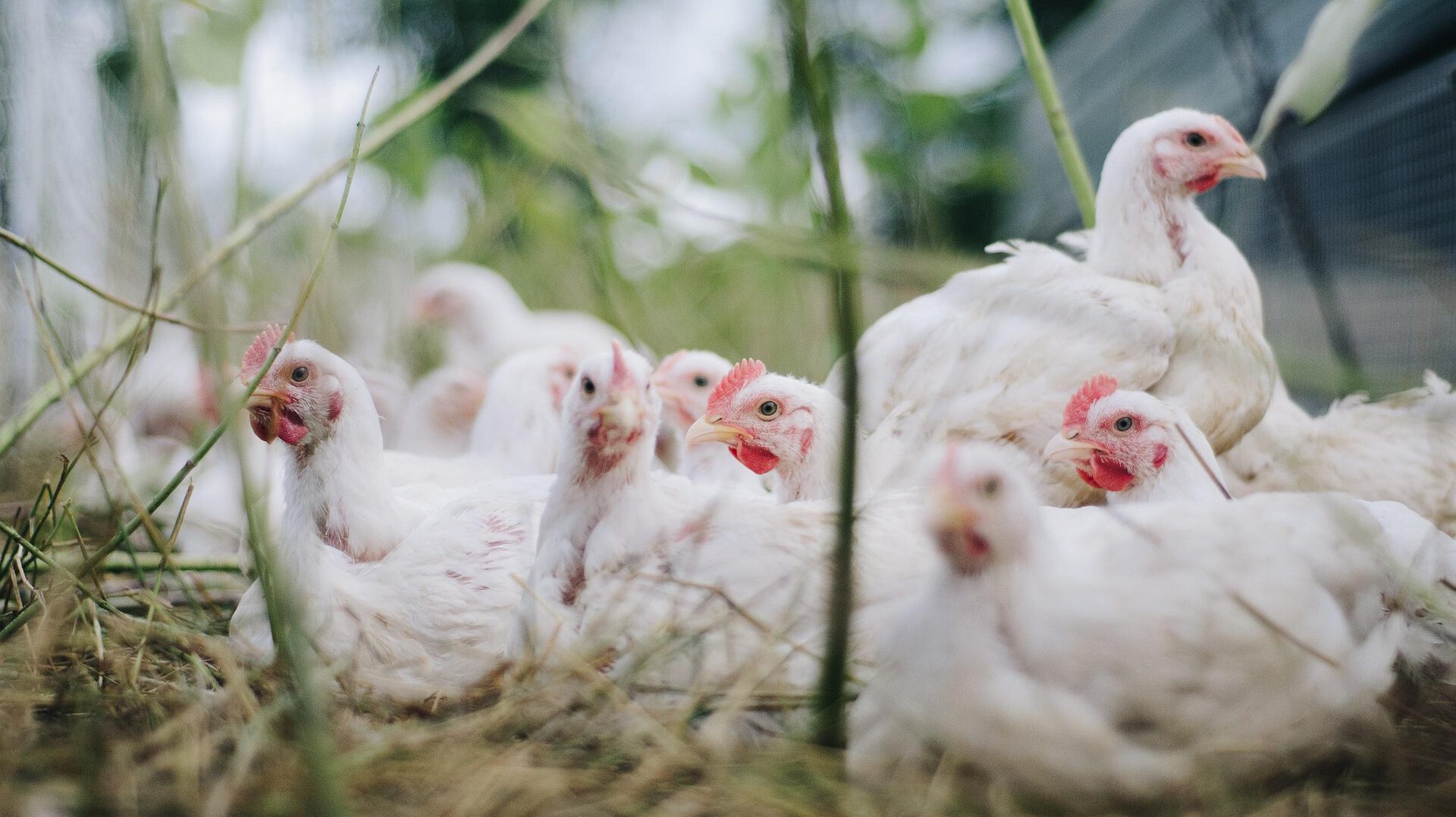 Wirus zaatakował fermę drobiu. Zneutralizowano 130 tys. sztuk zwierząt