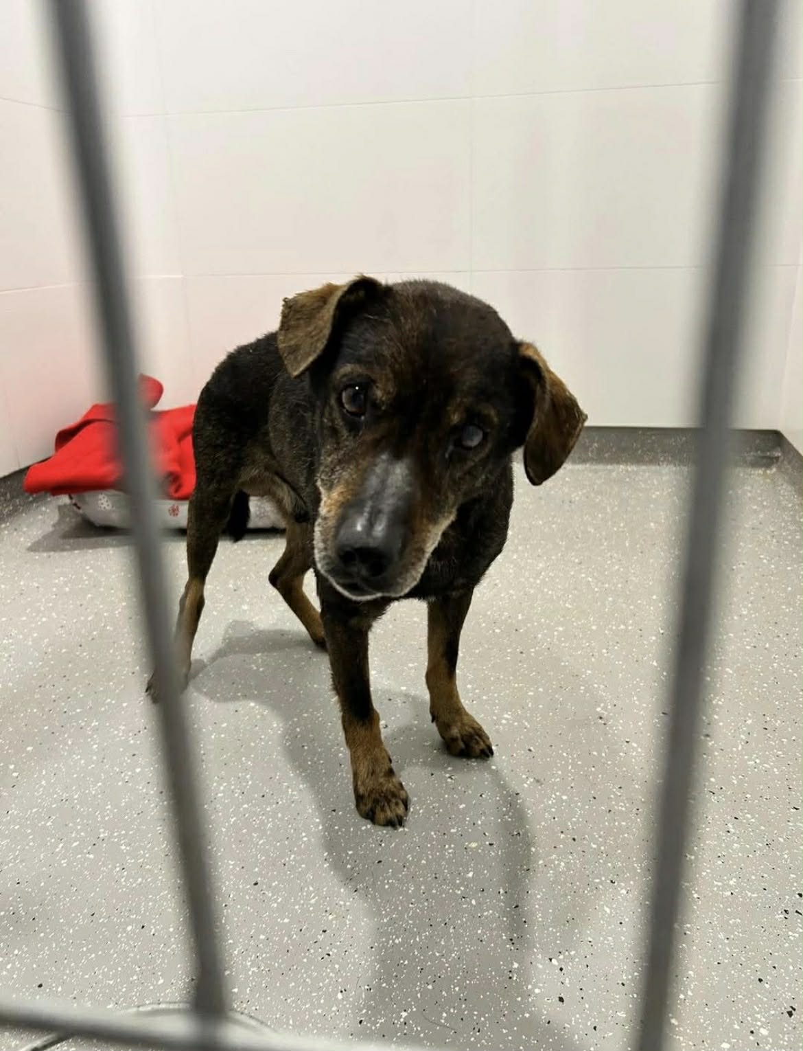 Schronisko zaopiekowało się spłoszonymi psami po Sylwestrze